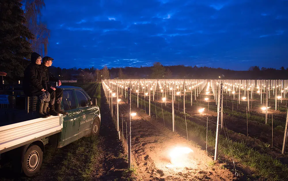 Face aux ravages du gel tardif, vous pouvez venir en aide aux vignerons français