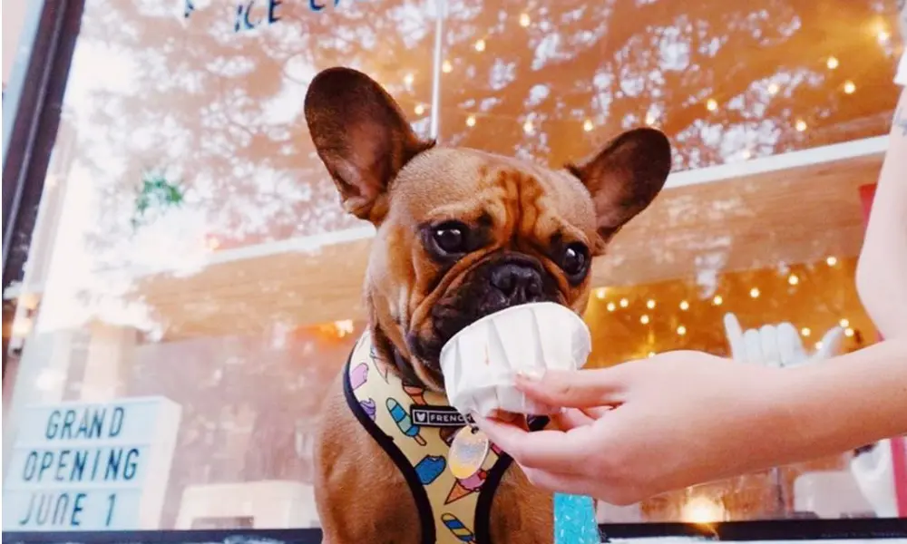 Chez ce marchand de glaces, votre chien aussi trouvera son bonheur