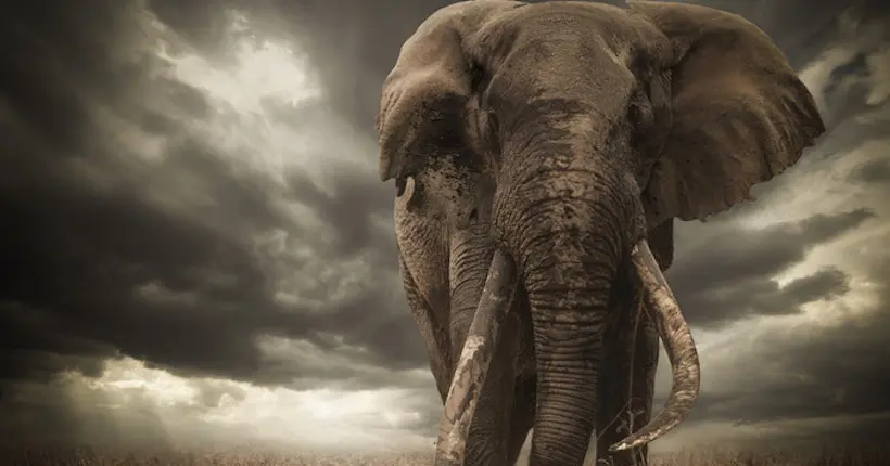 Le gagnant d’un concours photo perd son titre pour une oreille d’éléphant