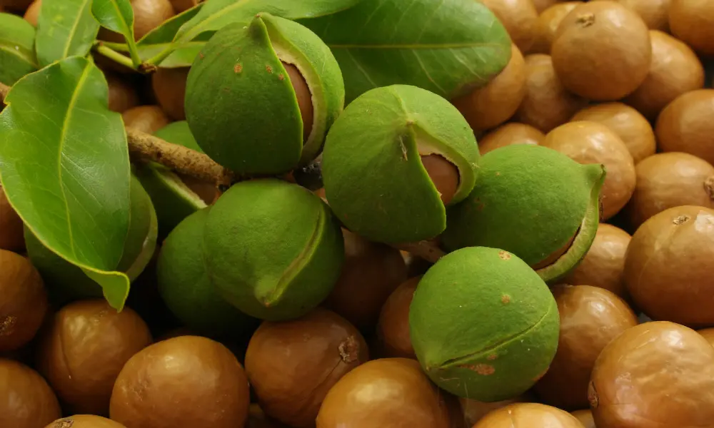 70 % de la production mondiale de macadamia provient d’un seul et même arbre australien