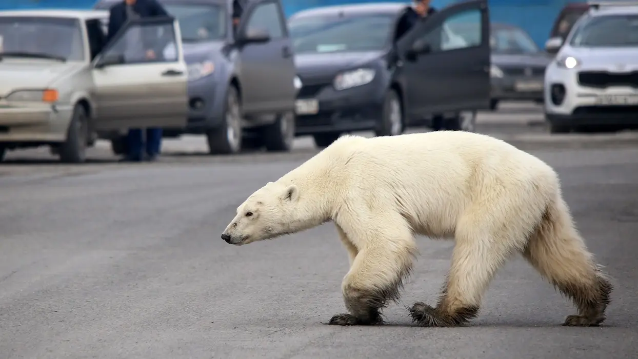 Vidéo : un ours affamé repéré à 800 km de son habitat traditionnel