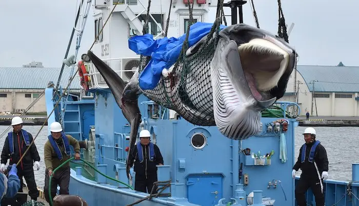 Le Japon reprend la chasse à la baleine à des fins commerciales