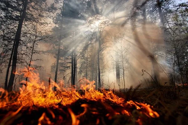 L’Arctique en proie à des feux de forêts sans précédent
