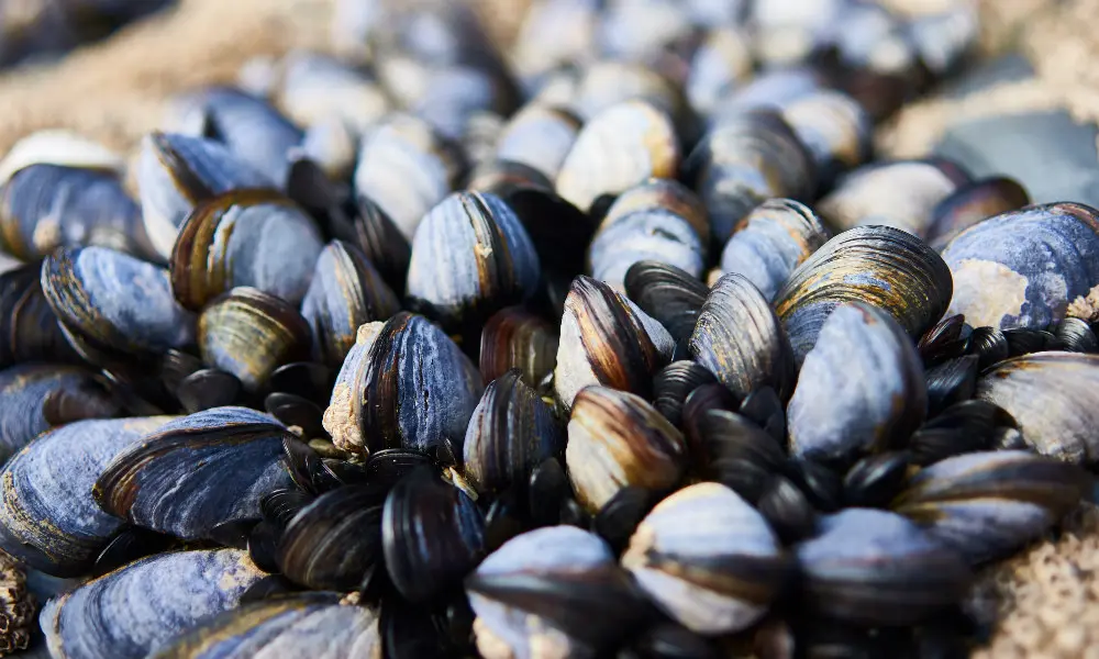 En Californie, des moules retrouvées cuites dans leurs coquilles à cause de la chaleur