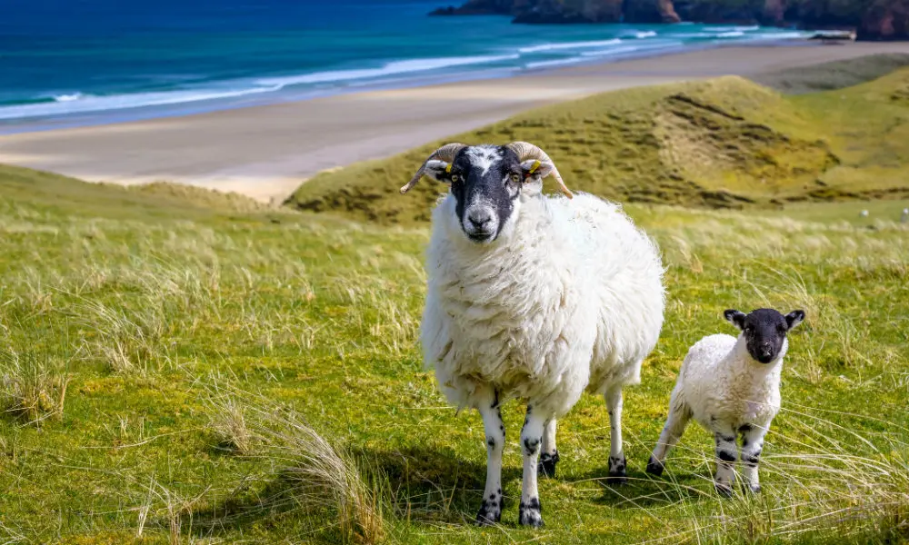 Une toute petite île écossaise recherche un berger pour surveiller 2 500 moutons