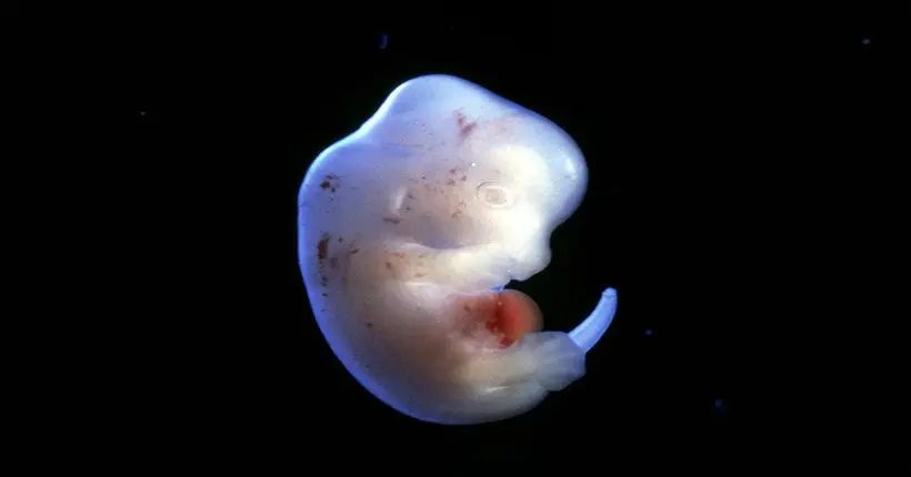Le Japon approuve l’expérimentation sur des embryons humains-animaux