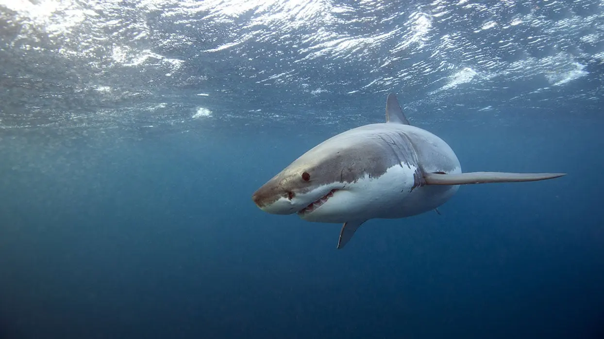 En images : avec un drone, il filme sa famille qui se baigne et repère un requin tout près