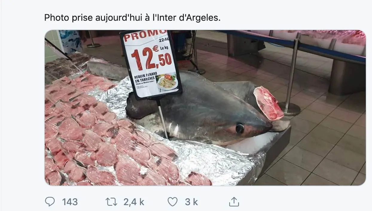 Un supermarché met en vente du requin-renard… une espèce menacée