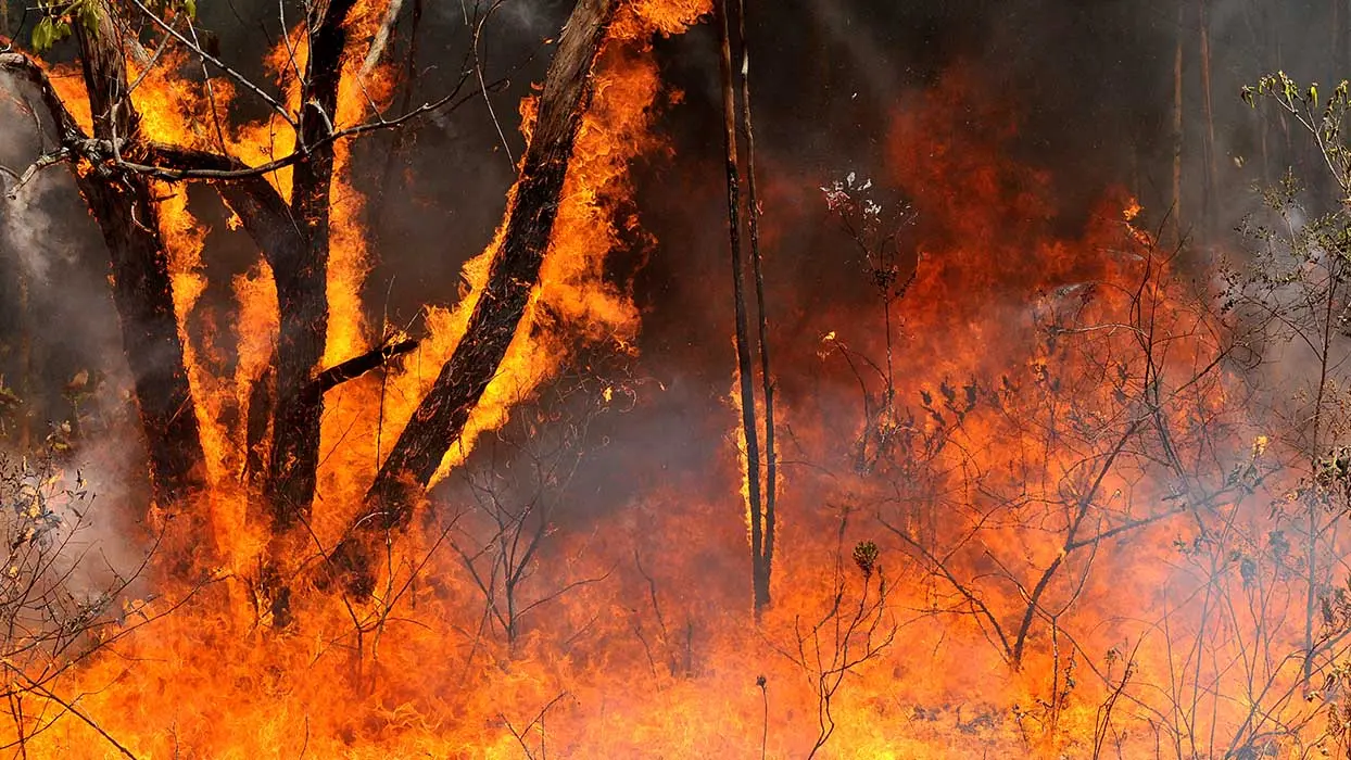 Amazonie : le “poumon vert de la planète” est en train de partir en fumée