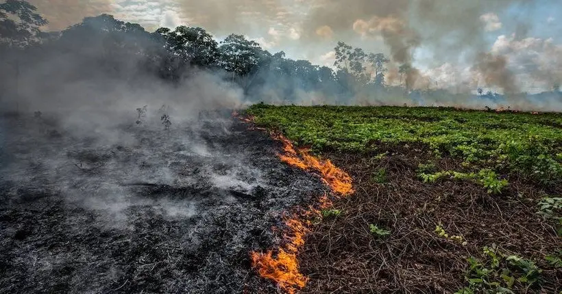 Les images des incendies en Amazonie mobilisent les internautes