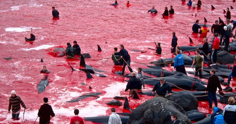 En images : aux îles Féroé, l’horreur du massacre de baleines et dauphins