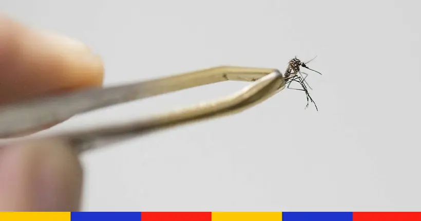 On rêve tous d’éradiquer les moustiques, mais est-ce vraiment une bonne idée ?