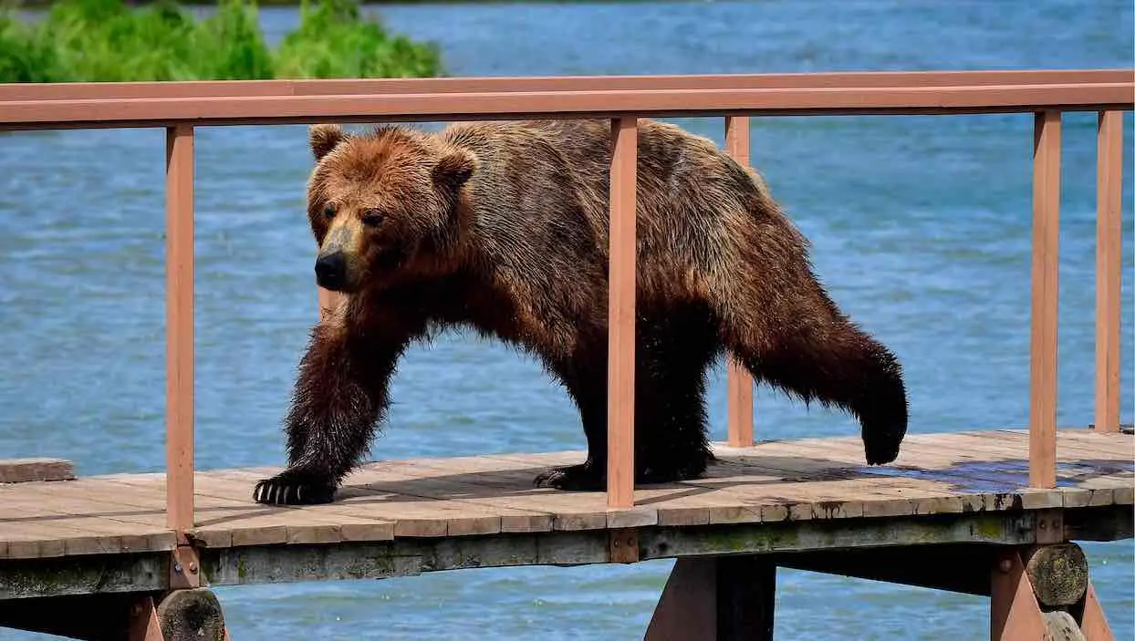 Affamés, des ours attaquent des villages dans l’Est de la Russie