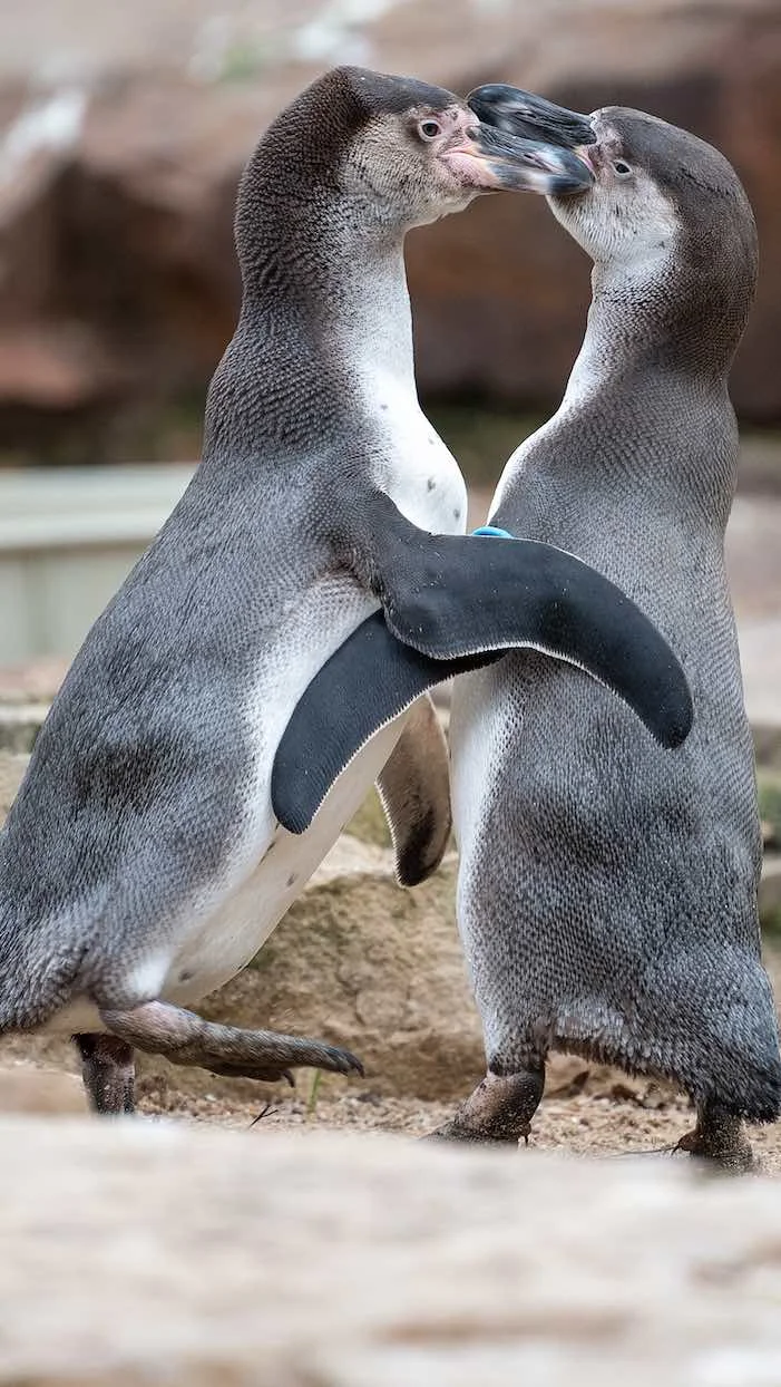 Berlin : un couple de pingouins gays recueille un œuf abandonné
