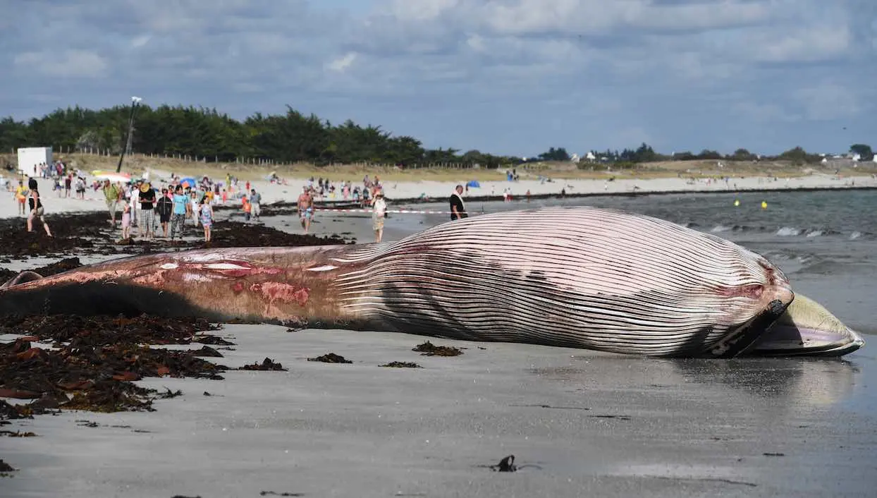 Finistère : une baleine de 13 m retrouvée morte, échouée sur une plage