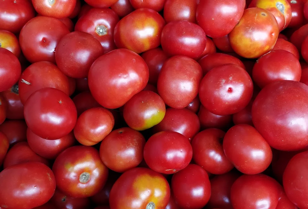 Grâce à des chercheurs américains, nos tomates vont peut-être (re)devenir meilleures