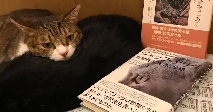 Au Japon, les chats sont rois dans cette librairie 100 % miaouuu