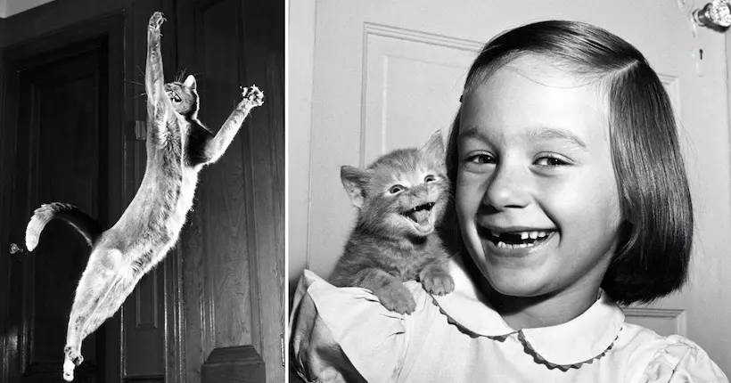 Walter Chandoha, spécialiste de la photo de chat bien avant les #CatsOfInstagram