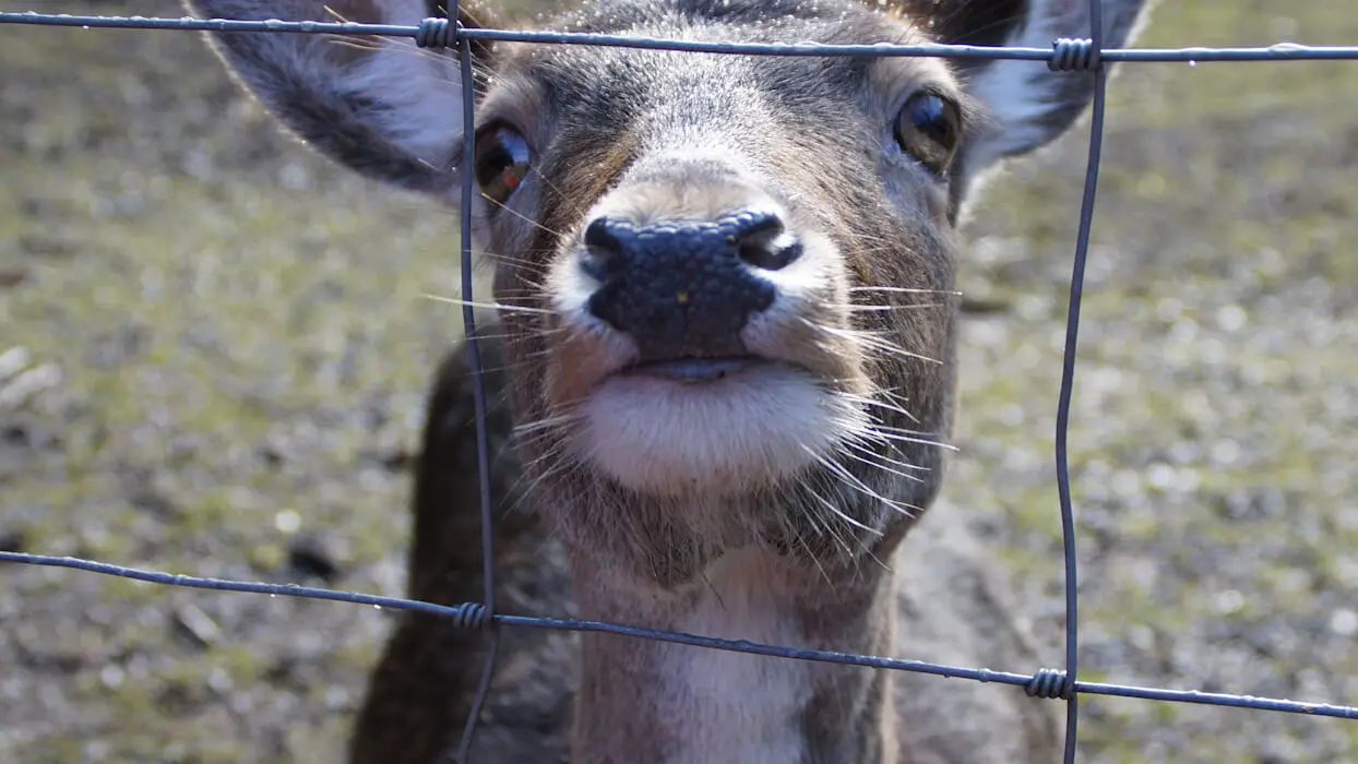 Vidéo : des chasseurs paient pour tuer des animaux enfermés