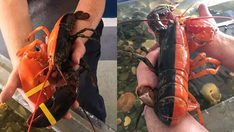 Un incroyable homard bicolore a été découvert aux États-Unis