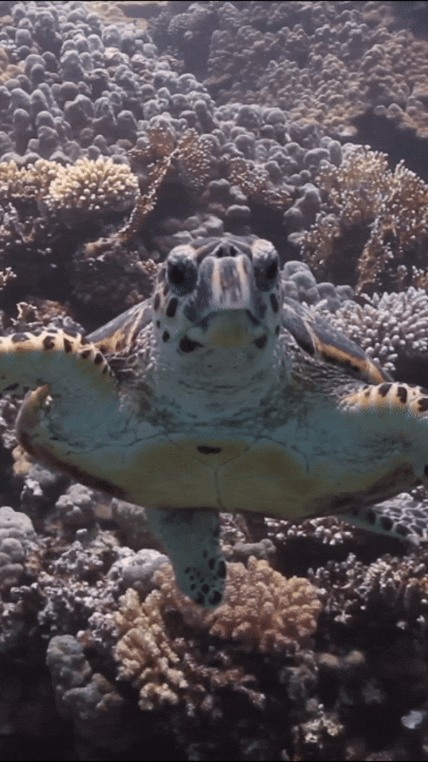 Vidéo : Fast Life d’une tortue caouanne