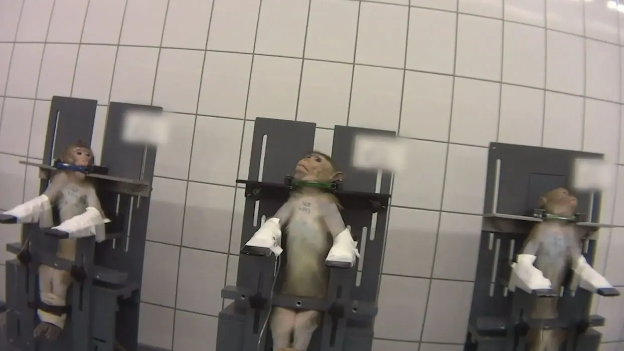 Vidéo : des animaux torturés dans un laboratoire allemand