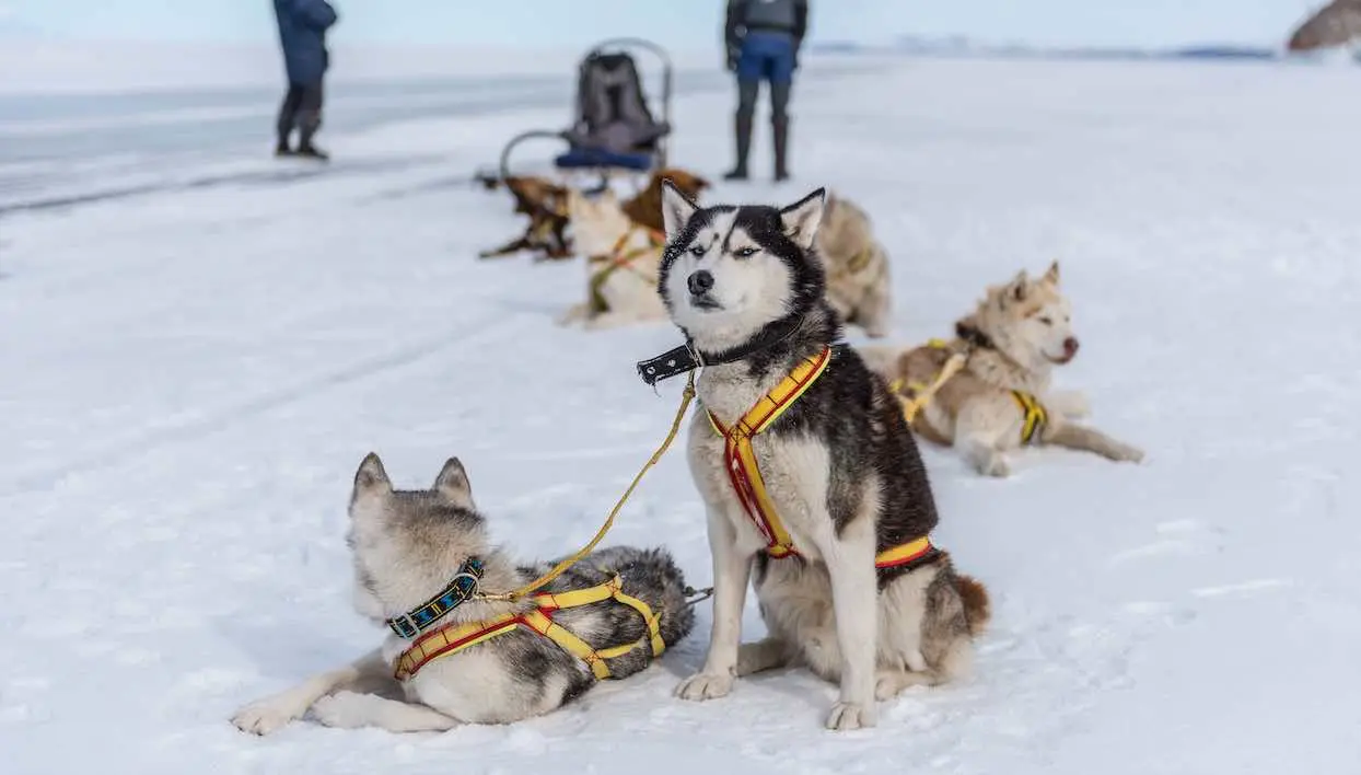 Les huskies, dommages collatéraux du tourisme de masse en Laponie
