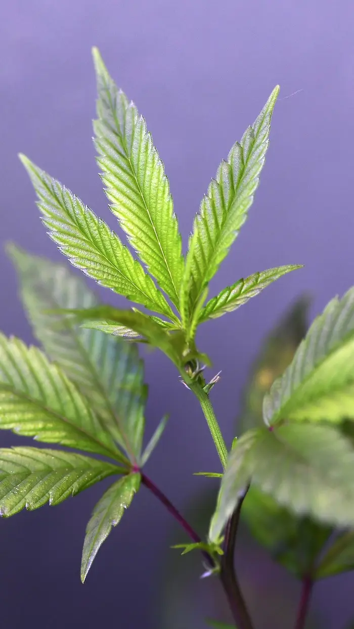 L’Assemblée approuve l’expérimentation du cannabis thérapeutique