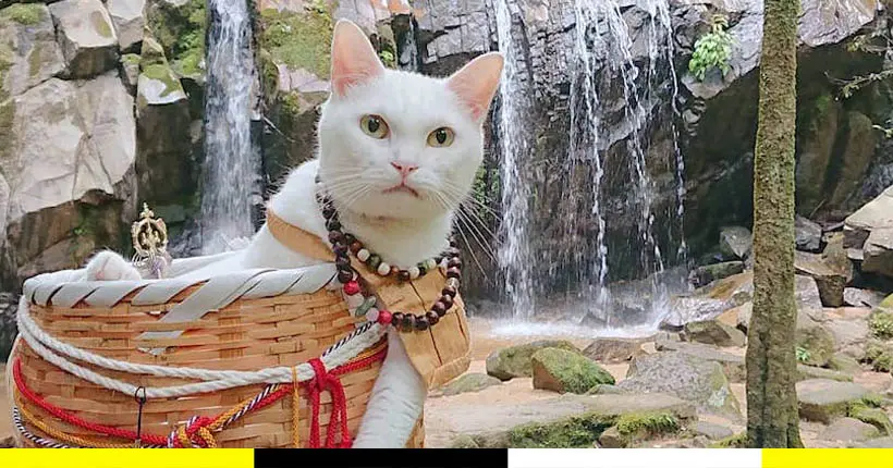Au Japon, le chat “moine” Koyuki affole Instagram