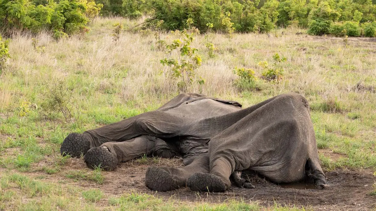 Sécheresse : au Zimbabwe, les éléphants meurent de faim et de soif