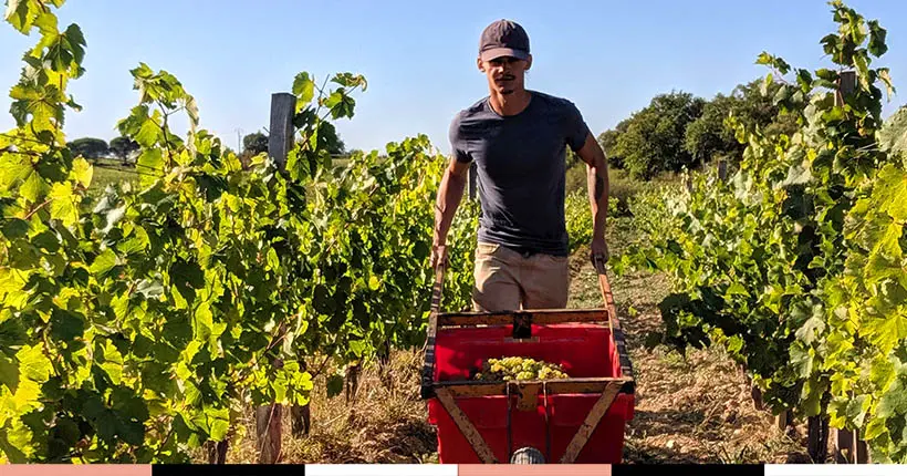 En images : une journée de vendanges chez les frères Mosse