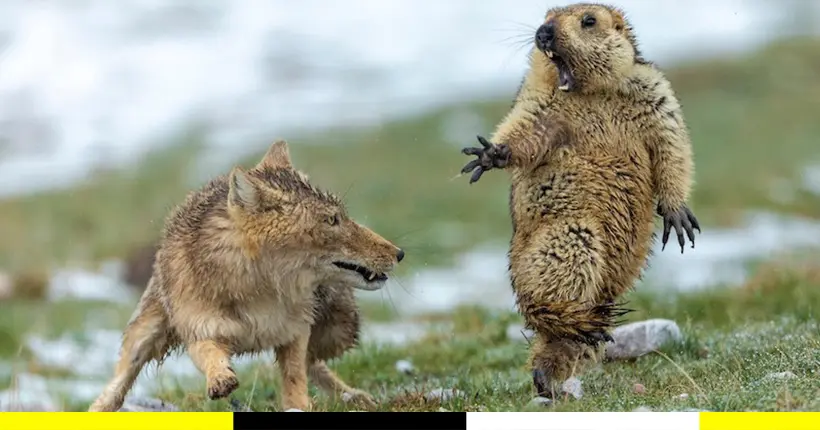 L’image dramatique d’une marmotte et d’un renard sacrée meilleure photo animalière de 2019