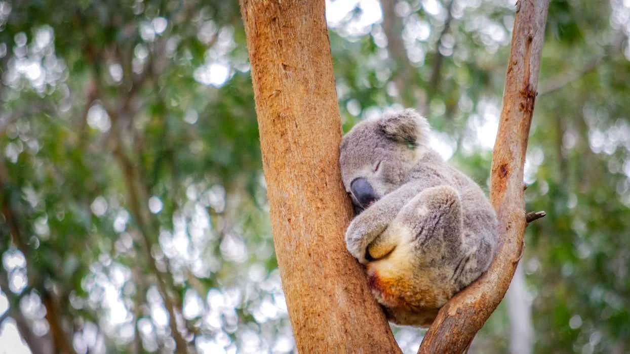 Australie : des centaines de koalas périssent dans un terrible incendie