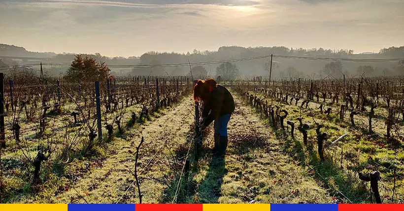 On est allés faire les vendanges chez les frères Mosse