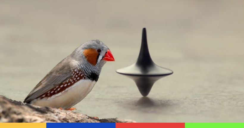 Inception : des scientifiques ont réussi à implanter des souvenirs dans des oiseaux