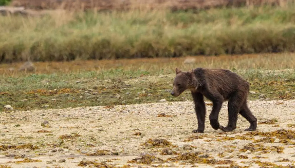 Canada : les images inquiétantes d’une famille d’ours amaigrie