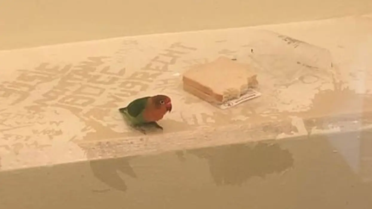 Du pain sec et de l’eau pour un petit perroquet mis en cellule aux Pays-Bas