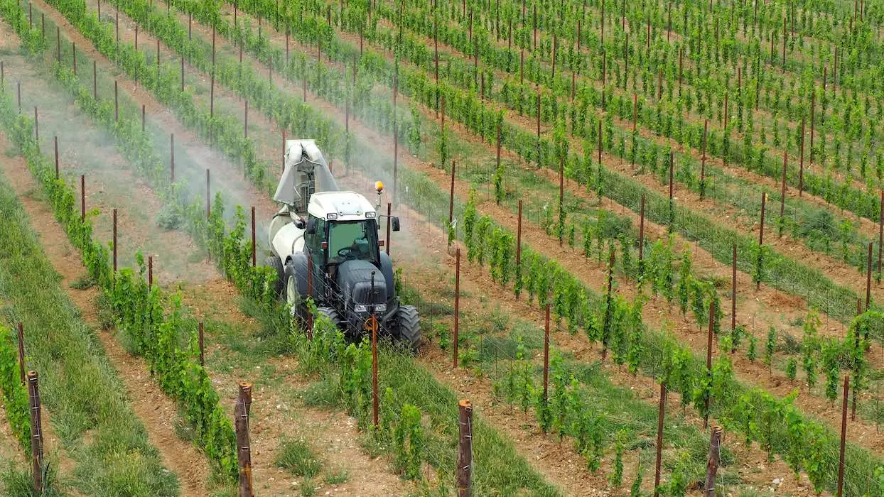 Pesticides : pourquoi le cancer chez les travailleurs du vin est un tabou