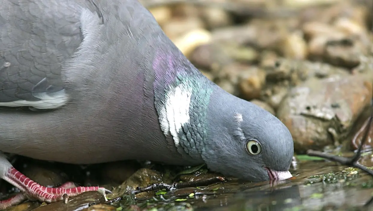 La ville de Paris veut renforcer les amendes contre les nourrisseurs de pigeons
