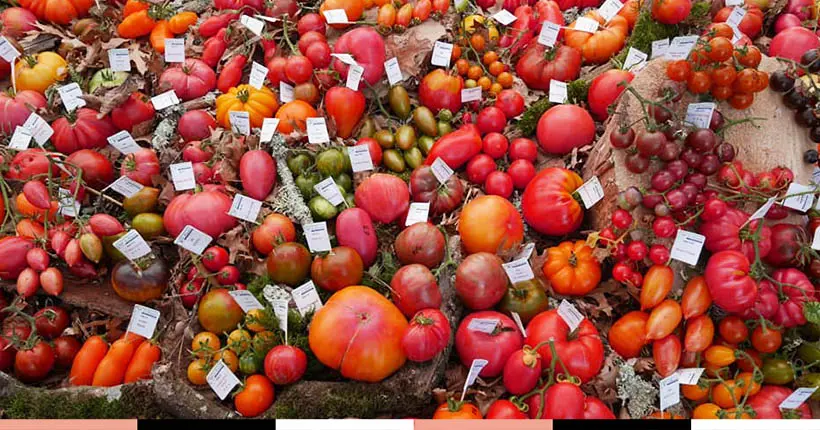 À quoi ressemble l’incroyable collection d’un (vrai) passionné de tomates