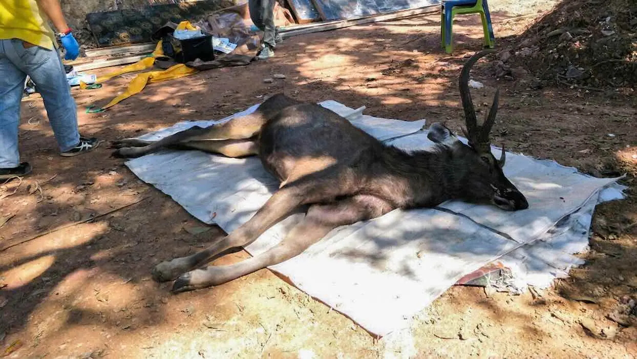 Thaïlande : un cerf sauvage meurt avec 7 kilos de plastique dans l’estomac