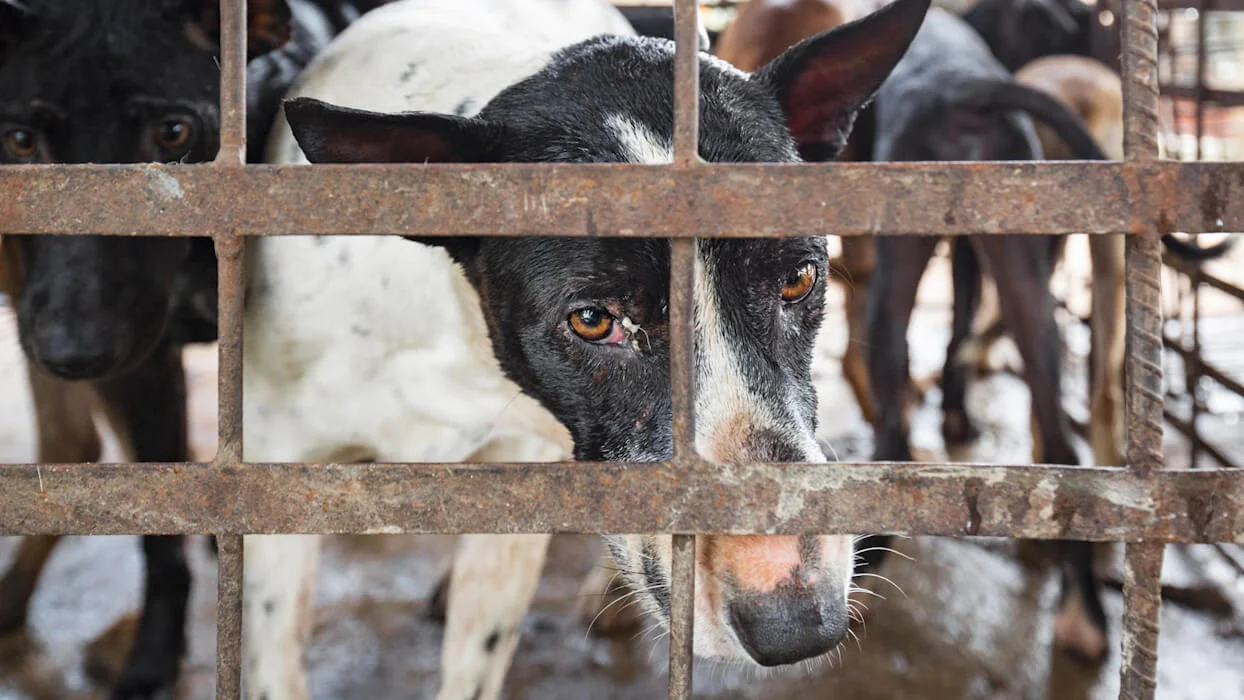 Vidéo : des images du commerce de viande de chien au Cambodge