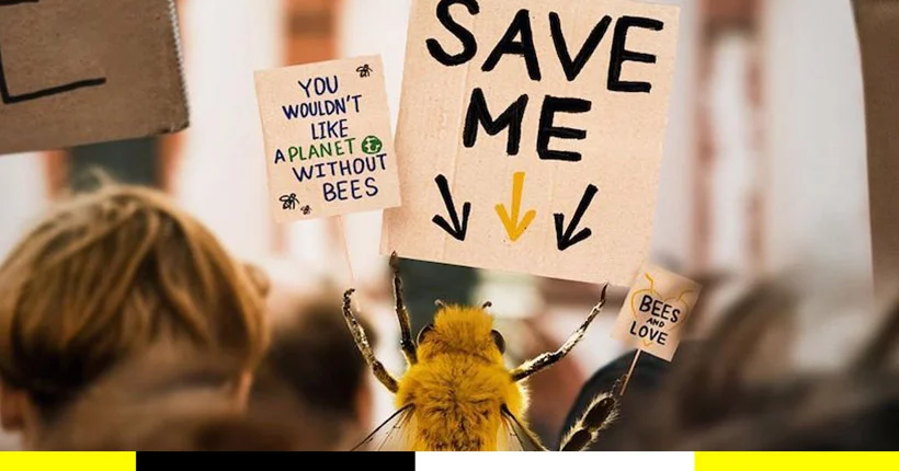 Sur Instagram, une abeille influenceuse œuvre à la préservation de son espèce