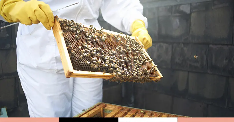 Il y a trop de ruches à Paris et les abeilles commencent à en souffrir