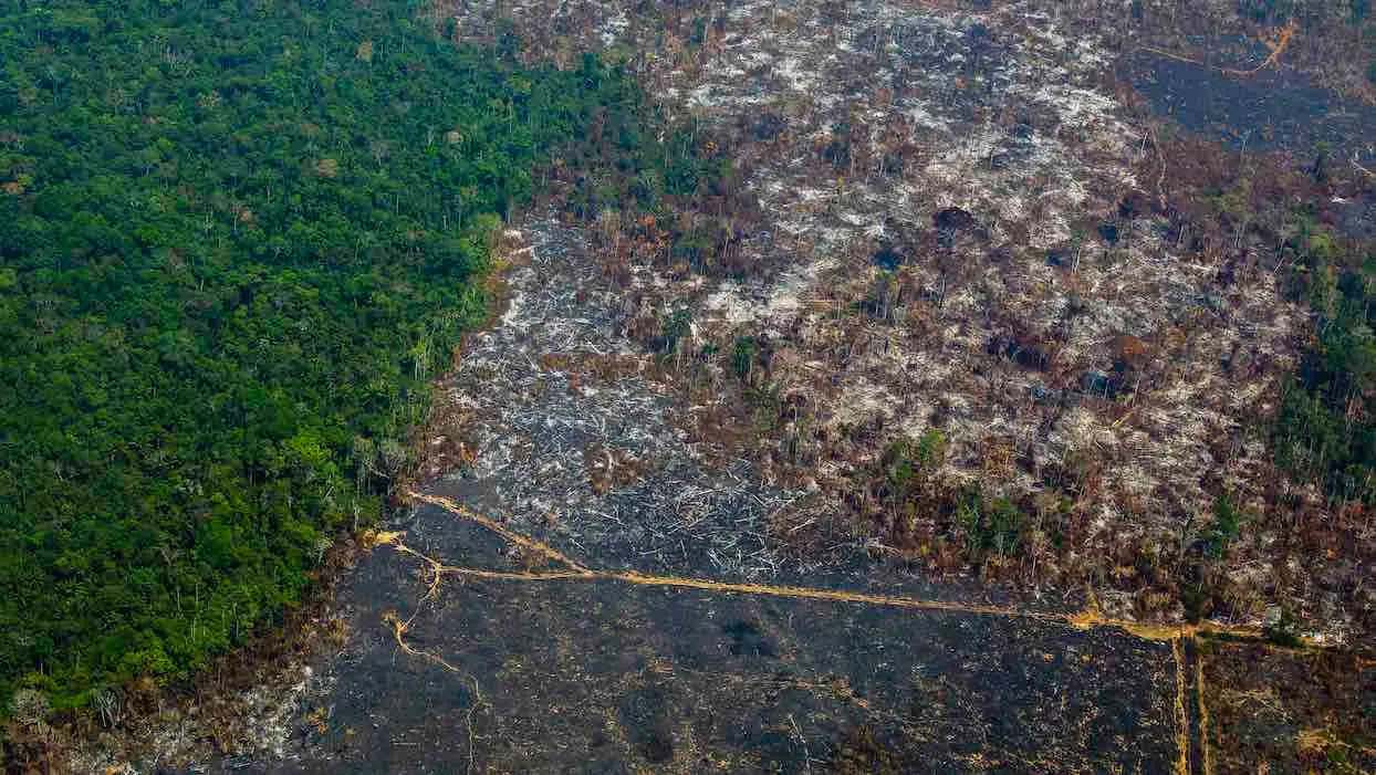 Amazonie : plus de 10 000 km2 déboisés en un an, merci Jair Bolsonaro