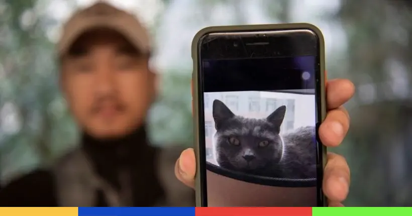 En Chine, ce détective tech traque les chats perdus