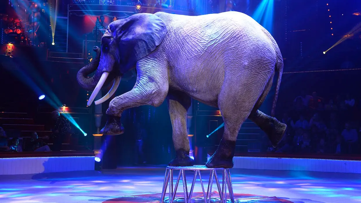 Fin des animaux sauvages dans les cirques : une décision qui divise la famille Bouglione