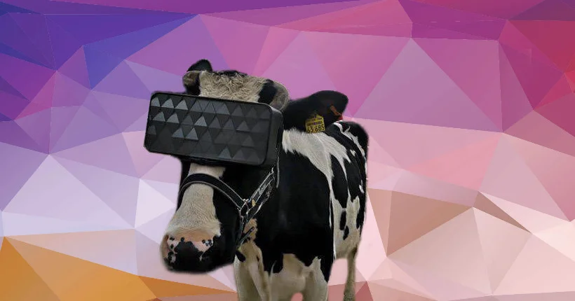 La tech est dans le pré : des vaches russes ont découvert la VR