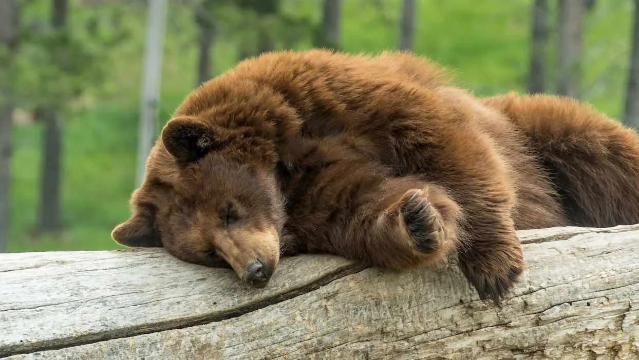 Et si, dans un futur proche, les humains hibernaient comme les ours ?