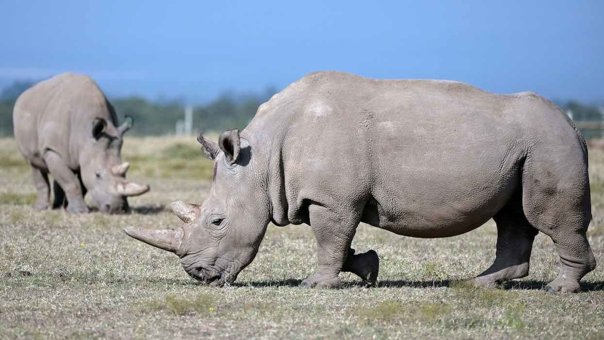 Afrique du Sud : saisie de 100 cornes de rhinocéros et de quatre carcasses de tigres